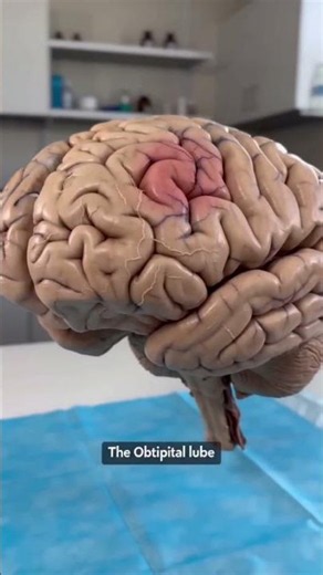 Human Brain Tour | Bio AI Art | 32 #science #shorts
