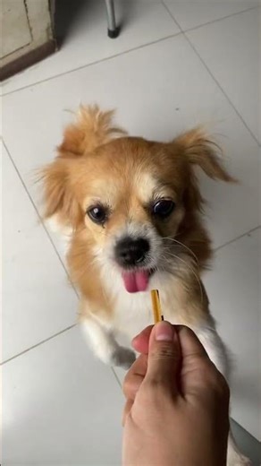 Full video below #puppies #puppylove #puppylife #cutepuppy #puppyoftheday