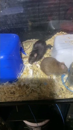 Moving the pups (rats)
