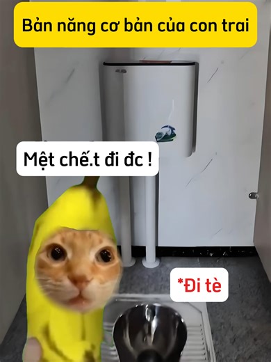 Bản Năng Của Con Trai: Video Mèo Hài Hước