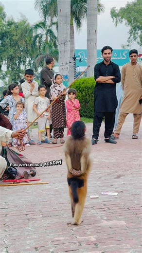 60M views · 841K reactions | Fun with funny monkey  #funny#funnymonkey#reels | Fun With Pendu Munday | Facebook