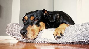 ¿Cómo curar los hongos de los perros?