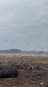 22K views · 464 reactions | A few snow geese | Cedar Ridge Whitetails | Facebook
