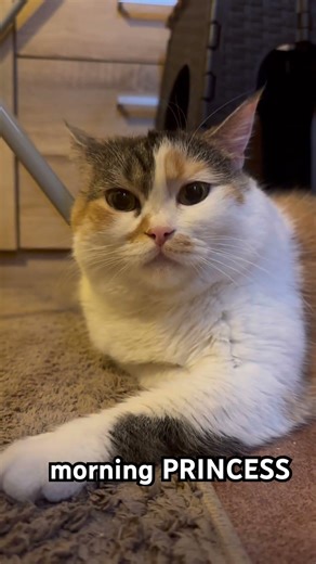 Good morning ! #love #cute #cat #viral #foryou