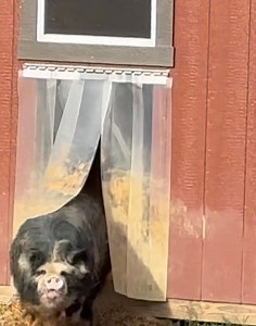 Big Barry and Linda Lou demonstrate our assembly line pig production facility. 🤪💕🤪 | Frog Song Farm Sanctuary
