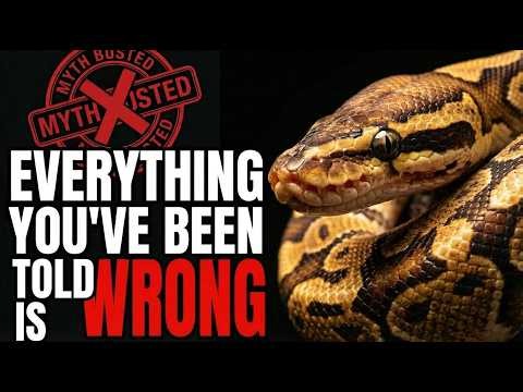 Male Ball Pythons Breeding Reality Check