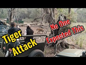 Terrifying Tiger Attack in Ranthambore | Real Jungle Encounter Caught on Camera
