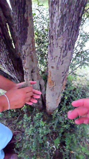 Natural Village Trick to Eliminate Termites Instantly #partridges #partridgechicks #pets #termites #trending #viral | Birds 9