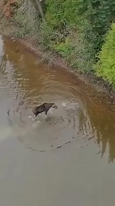 1.9M views · 5.6K reactions | Kudu fighting against wild dogs 歷 #animals #animalsworld #AmaZing #nature #wildlife #4k #reelsfbシ #animalworld | Herşey Yalan | Facebook