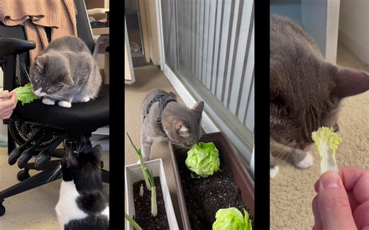 Moobone的生活日记: 认识Wishbone！Part 1