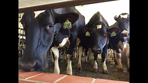 Go behind-the-scenes of the milking process during Farmer’s Cow Tours