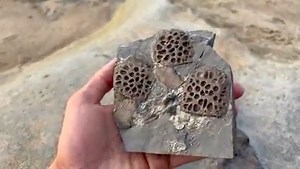 2.6K views · 107 reactions | Have a look at a selection of some of the most sought after fossils you can find on the Yorkshire coast. Marine Reptile is highly desired because of its rarity but also because of how it displays once prepared. Once the surrounding rock has been removed using air tools all of the fine bone sutures and details are left completely intact! This video showcases a few pieces my Dad has recently prepared for the August 1st website update. | Yorkshire Fossils | Facebook