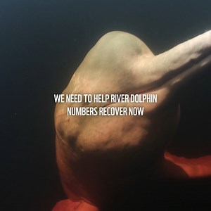 River dolphins are extraordinary. They are the apex predators in some of the world’s greatest river systems. 🌏 But we're losing them. River dolphin populations have plummeted by 73% since the 1980s. 👉 #ForALivingPlanet we need to take action for river dolphins – together: http://panda.org/lpr #LivingPlanet #LPR2022 | WWF