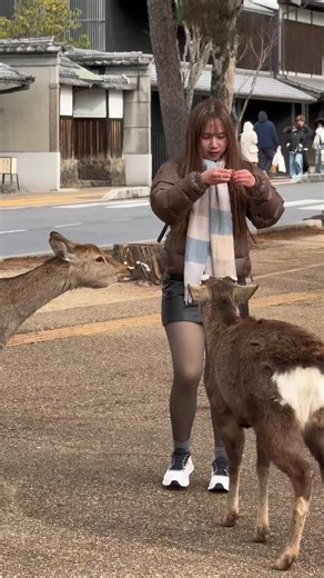 Exploring Nara Park's Majestic Deer in Japan