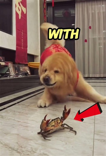 Dog vs Crab Dance Battle 😲