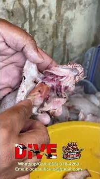 “Don’t Fillet This small lionfish… Fry It Whole, hot to prepare for deep fry 🔥🐟”