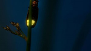 Good Question: Why aren't there fireflies in Utah?