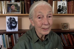3.4K views · 237 reactions | Watch Jane Goodall herself reflect on the magnificence of the Sandhill cranes, and the importance of conserving Nebraska's critical habitat for over 10 million migrating cranes, swans, geese and ducks. Experience once-in-a-lifetime, nature-at-its-finest sights, and see how we're simply GRAND. Visit cranetrust.org for everything Sandhill crane, and book your stay today! | Grand Island Tourism | Facebook