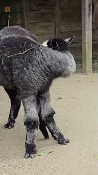 "Las Alpacas" Documental.