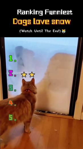 Dogs love snow