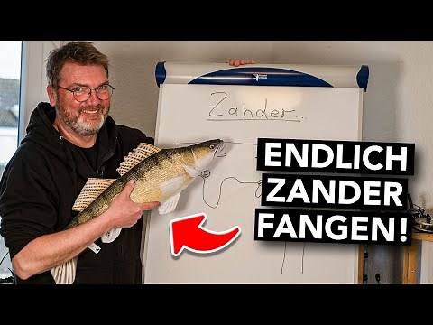 Zander-Tipps vom Profi! 🐟 Spots, Drill, Verhalten, Ausrüstung (+ Geheimtipps)