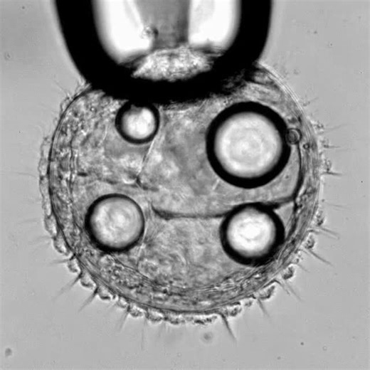 How cilia choreograph their "Mexican wave", enabling marine creatures to swim