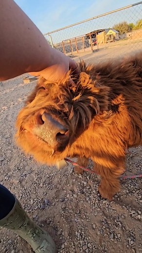 Chelsey Hauston on Instagram: "Cuddle and feed baby mini Highland cows at this farm 🚜⬇️ @toscanofamilyfarmsaz is located in Queen Creek, Arizona. They currently have baby mini Highland cows that you can come and pet and feed them their dinner. It's only 30 dollars and was so fun! They also have horses on the property where you can learn to ride them and care for them. Plus, they have fun events they are working on, so follow them to keep up to date 👉 @toscanofamilyfarmsaz 📍Queen Creek, Arizon