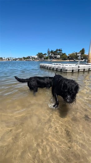 Animal Communication Imagine being able to truly understand your animal’s thoughts, feelings, and needs… 🐕🐈 Animal Communication is an intuitive conversation between you and your pet — a way to ask questions, receive answers, and deepen your bond in the most beautiful way. 💬✨ Whether you’re curious about their happiness, behaviour, or simply want to know how they feel, I act as the bridge between your heart and theirs — translating the messages your pet is already trying to share. Ready to di