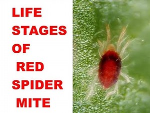 Life stages of Red spider mite