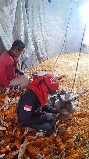 Tantani Agriculture on Instagram: "Shelling corn with a simple tool, des13 #farming"