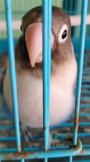 PART.2 love bird matchmaking process