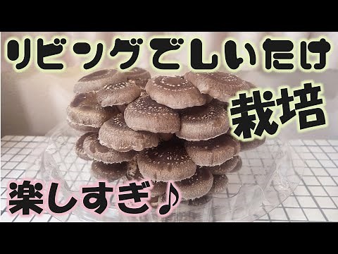 リビングでしいたけを栽培してみた!!【きのこ栽培キット】