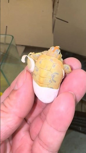 This Albino Turtle Just Hatched… And It’s PERFECT! ❤️🐢 👀