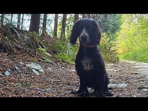 Paddle Paws: Teaching My Cocker Spaniel to Swim