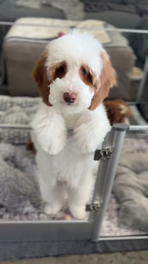 Medium Australian Labradoodle Male- 13.5 weeks old. Est 35-38lbs full grown #australianlabradoodle #puppy #silvercreeklabradoodles