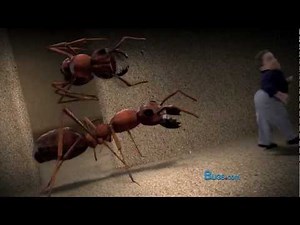 Ant Farm | Hulett Environmental Services