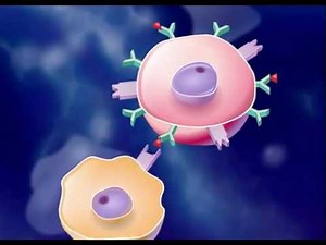 The Immune Response HD Animation