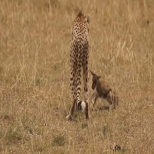 Cheetah playing with baby gazelle and the end | Stanley Little