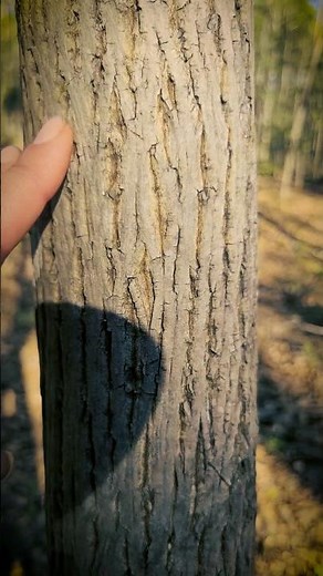 How do you find and use a Hickory Tree? #tree #bushcraft #hickory #survival #tips #plantlore