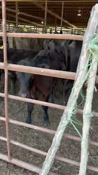 Auction barn Wednesday - Stocker cattle