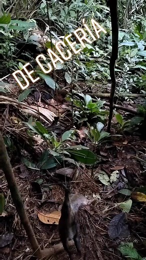Videos de El Yoma (@elnec_4) con “Sonidos de Pájaros en la Montaña - Para Dormir”