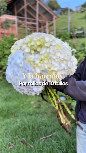 Cómo se cosechan las hortensias: proceso paso a paso