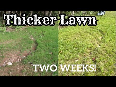 ULTIMATE Guide To OVERSEEDING YOUR LAWN