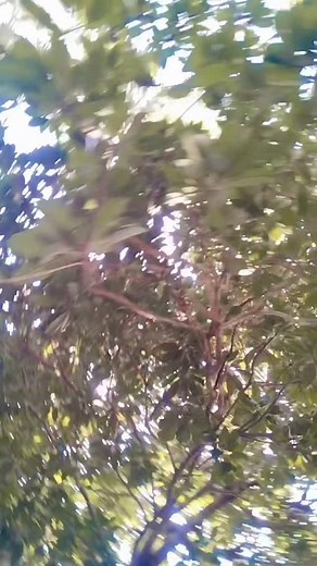 3.8K reactions · 37 shares | Tapas Mondal on Reels | Facebook