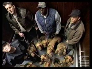 Geico Direct Release the Hounds commercial 1998