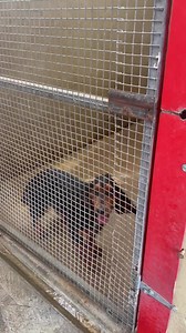 ‼️😥Where does it ever end??😥‼️ **Extremely grateful of a rescue space for any of the dogs** As you can see from the posts just added we have 8 collies searching for new homes 😥 they may all be admitted from different areas but here’s what they have in common… >Abandoned - all admitted as strays >Young >Affectionate - their little tails never stop >One of the most difficult breeds to find homes for 😥 And most importantly each and every one longing for a chance at life ❤️💙 Please share far an