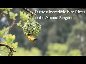 15 Most Incredible Bird Nests in the Animal Kingdom!
