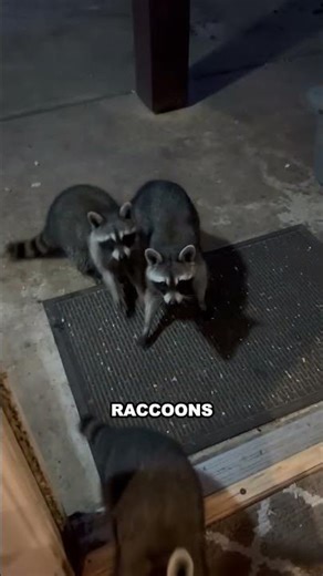 A simple act of kindness turns a home into a refuge for raccoons