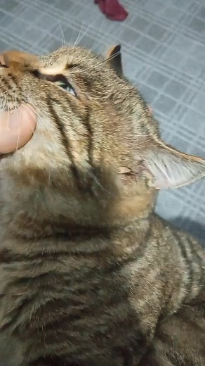 Relaxed Tabby Cat Enjoys Gentle Petting