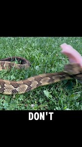 1.6M views · 4.7K reactions | Rattlesnake Bite Test: Adding Heat Changed Everything!  #snake #rattlesnake #nature #fblifestyle #wildlife #camping #hiking #outdoors # | Tails and Scales | Facebook